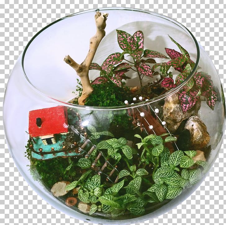 Polka Dot Plant Terrarium Glass Sansevieria PNG, Clipart, Aquarium, Cirsium Vulgare, Crassulacean Acid Metabolism, Dish, Flowerpot Free PNG Download