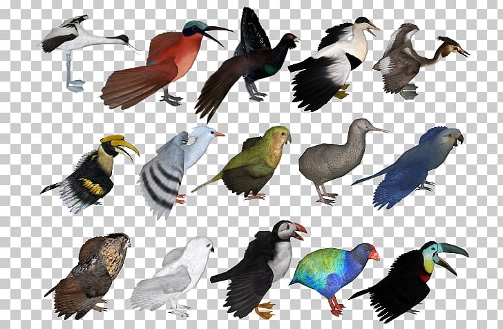 Zoo Tycoon 2 Red Bird-of-paradise Expansion Pack PNG, Clipart, Ave, Beak, Bird, Birdofparadise, Chicken Free PNG Download
