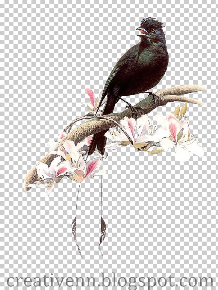 Hummingbird Artist Painting PNG, Clipart, Animals, Art, Artist, Beak, Bird Free PNG Download