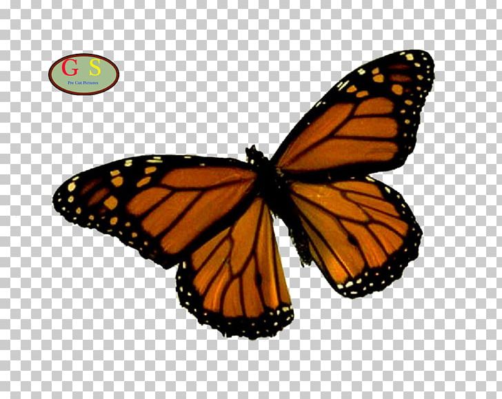 Monarch Butterfly Insect Brush-footed Butterflies Pieridae PNG, Clipart, Animals, Brush Footed Butterfly, Butterfly, Cross Stitch Pattern, Greeting Note Cards Free PNG Download