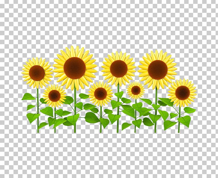 Sticker Wall Decal Common Sunflower PNG, Clipart, Adhesive, Annual Plant, Clipart, Clip Art, Common Sunflower Free PNG Download