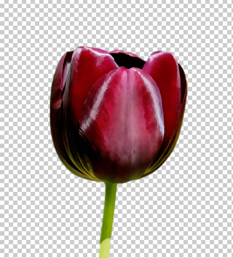 Tulip Flower Red Petal Plant PNG, Clipart, Anthurium, Bud, Flower, Flowers, Lily Family Free PNG Download