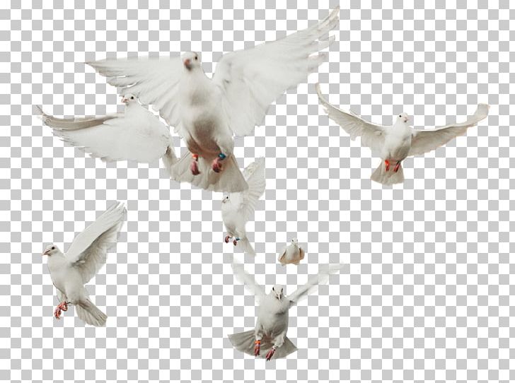 Domestic Pigeon Columbidae Bird Art PNG, Clipart, Animals, Art, Beak, Bird, Bird Flight Free PNG Download