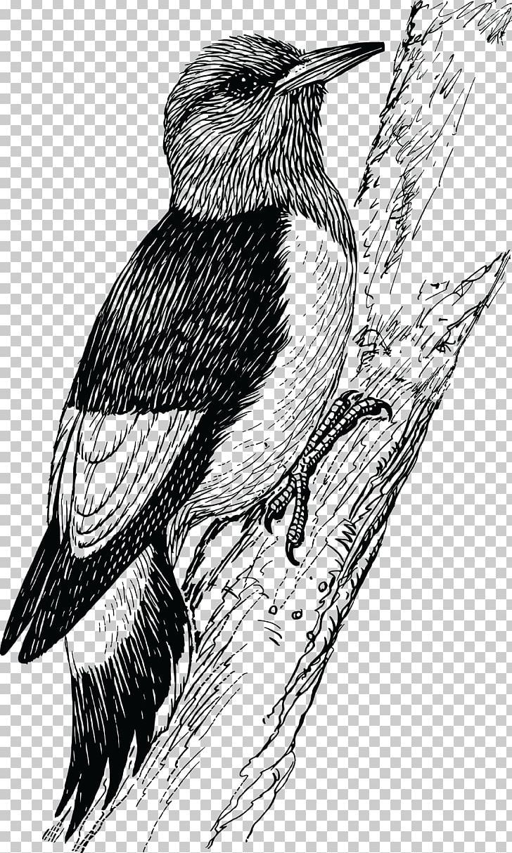 Woodpecker Penguin Bird PNG, Clipart, 300 Dpi, Animals, Art, Artwork, Beak Free PNG Download