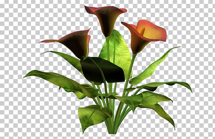 Flower PNG, Clipart, Alismatales, Arum, Arum Family, Calla Lilly, Computer Icons Free PNG Download