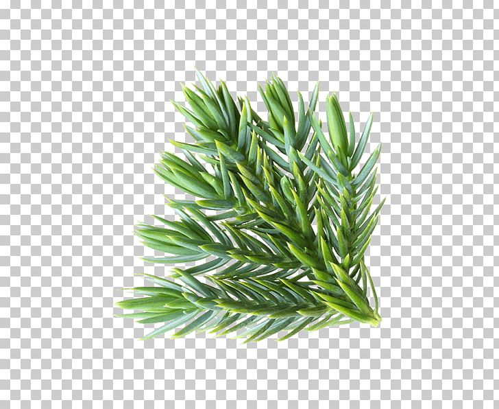 Pine Spruce Leaf Conifers Common Juniper PNG, Clipart, Common Juniper, Common Sage, Conifer, Conifers, Douglas Fir Free PNG Download