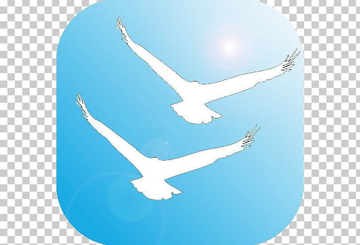 Seabird Peace Symbols Beak Water Bird PNG, Clipart, Animals, Azure, Beak, Bird, Blue Free PNG Download