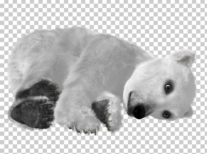 Baby Polar Bear Asian Black Bear PNG, Clipart, Animal, Animals, Asian Black Bear, Baby Polar Bear, Background White Free PNG Download