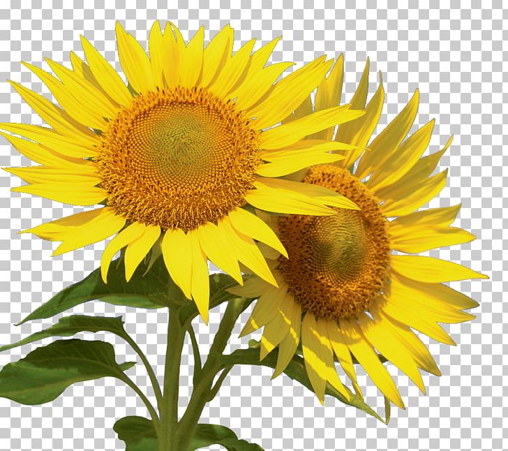 Common Sunflower Desktop Information PNG, Clipart, Annual Plant, Asterales, Common Sunflower, Congratulations, Daisy Family Free PNG Download