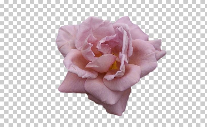 Garden Roses Cabbage Rose Global Impact Investing Network Flower Petal PNG, Clipart, Art, Cut Flowers, Fine Art, Fineart Photography, Flower Free PNG Download