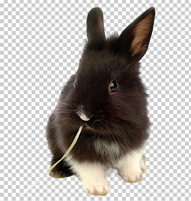 Lionhead Rabbit Domestic Rabbit Dog Holland Lop PNG, Clipart, Accessories, Animal, Animals, Black And White, Child Free PNG Download