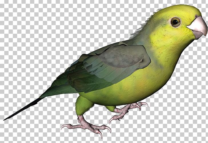 Lovebird Parakeet Feather Beak Pet PNG, Clipart, Animals, Beak, Bird, Common Pet Parakeet, Fauna Free PNG Download