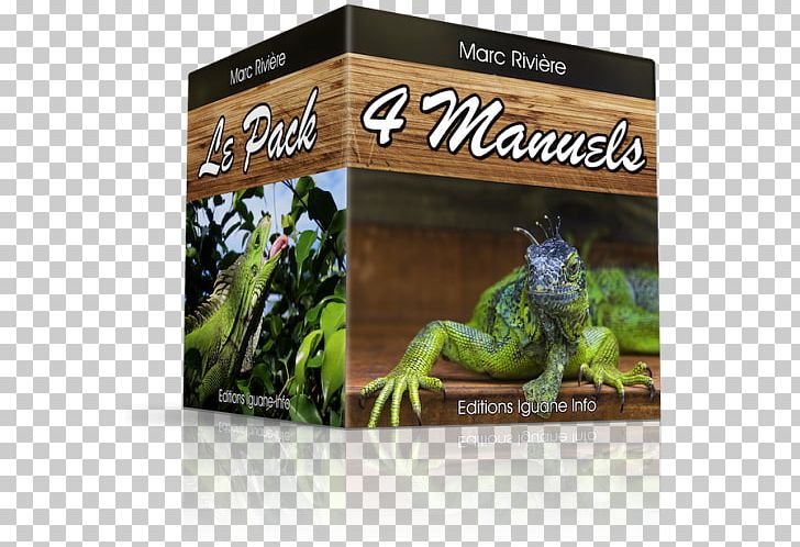 Reptile Green Iguana Terrarium Desert Iguana Vivarium PNG, Clipart, Behavior, Book, Common Iguanas, Construction, Desert Iguana Free PNG Download