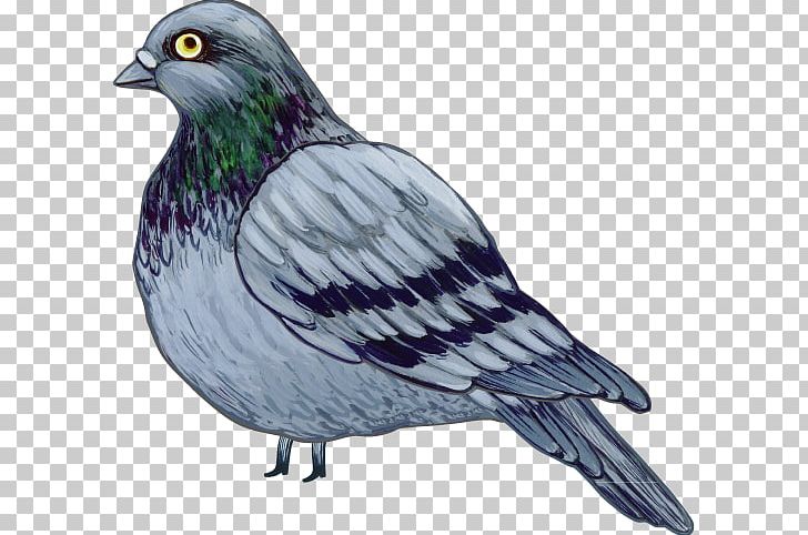 Stock Dove Columbidae Drawing PNG, Clipart, American Sparrows, Animal, Beak, Bird, Cartoon Free PNG Download