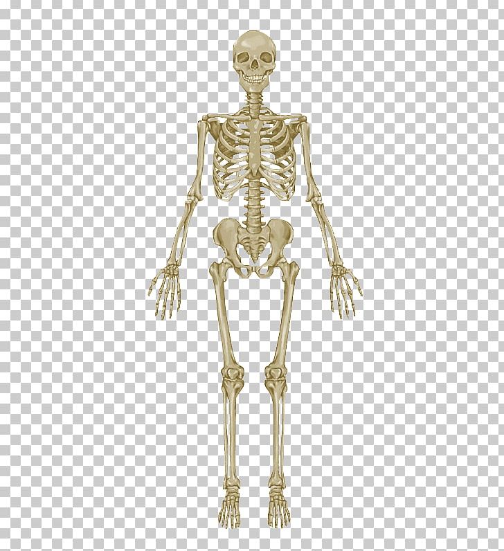 The Skeletal System Anatomical Chart Human Skeleton Human Body Anatomy Bone Png Clipart Anatomy Arm Bone