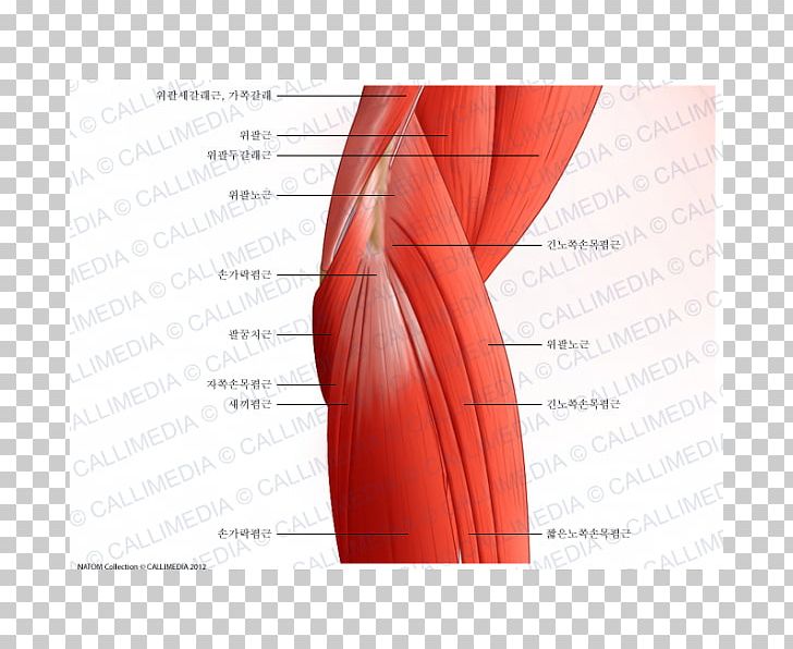 Elbow Anconeus Muscle Brachialis Muscle Triceps Brachii Muscle PNG, Clipart, Abdomen, Anconeus Muscle, Angle, Arm, Biceps Free PNG Download