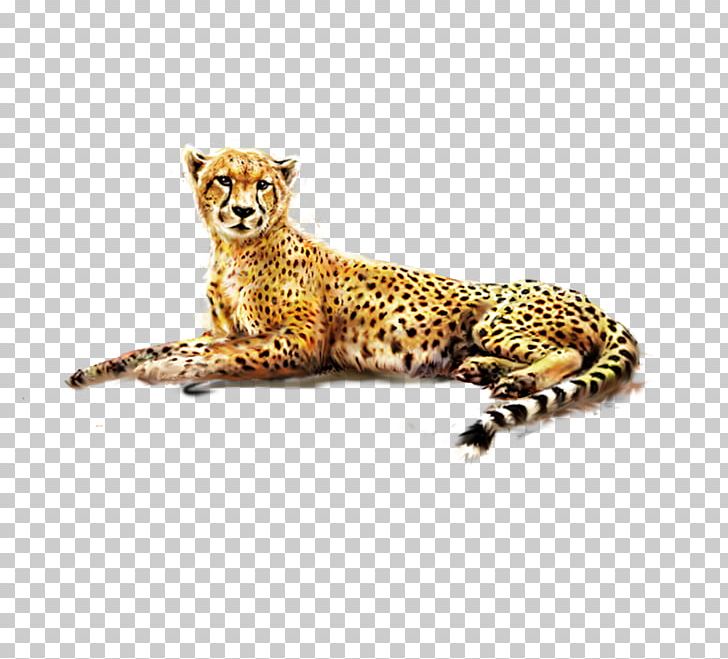 Cheetah Felinae African Leopard PNG, Clipart, Animal, Animals, Big Cat, Big Cats, Carnivora Free PNG Download