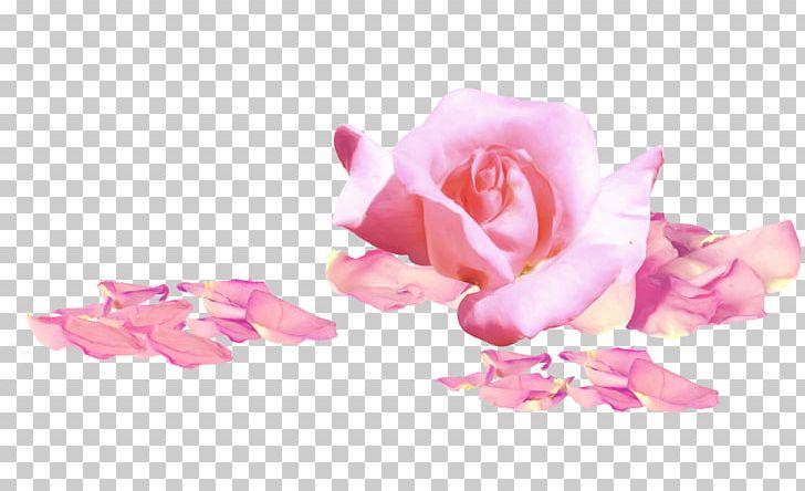 PhotoScape Flower GIMP PNG, Clipart, Candle, Closeup, Cut Flowers, Encapsulated Postscript, Flower Free PNG Download