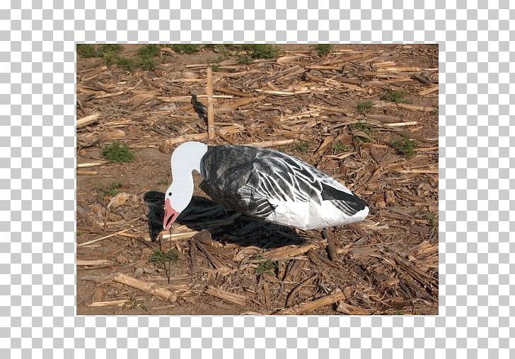 Snow Goose Duck Decoy Canada Goose PNG, Clipart, Animals, Anseriformes, Beak, Bird, Canada Free PNG Download