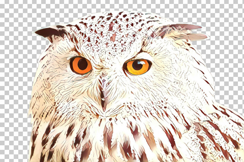 Owl Bird Bird Of Prey Beak Eastern Screech Owl PNG, Clipart, Beak, Bird, Bird Of Prey, Closeup, Eastern Screech Owl Free PNG Download