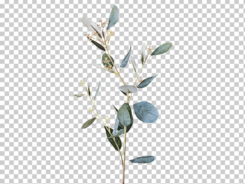 Flower Plant Branch Leaf Twig PNG, Clipart, Branch, Bud, Eucalyptus, Flower, Leaf Free PNG Download