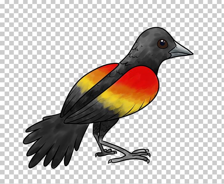 Beak Finch Fauna Feather PNG, Clipart, Animals, Beak, Bird, Fauna, Feather Free PNG Download