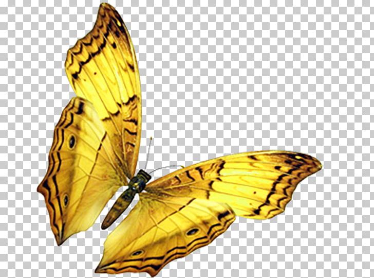Butterfly Insect Wing PNG, Clipart, Antenna, Arthropod, Brush Footed Butterfly, Butterflies And Moths, Butterfly Free PNG Download