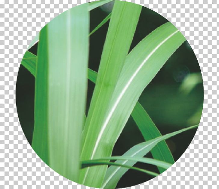 Green Leaf PNG, Clipart, Grass, Green, Leaf Free PNG Download
