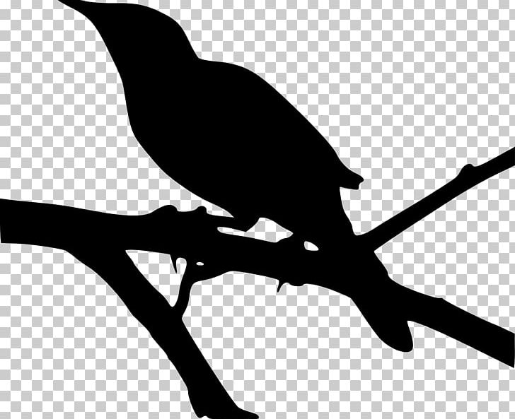 Mockingbird PNG, Clipart, Beak, Bird, Blackbird, Branch, Computer Icons Free PNG Download