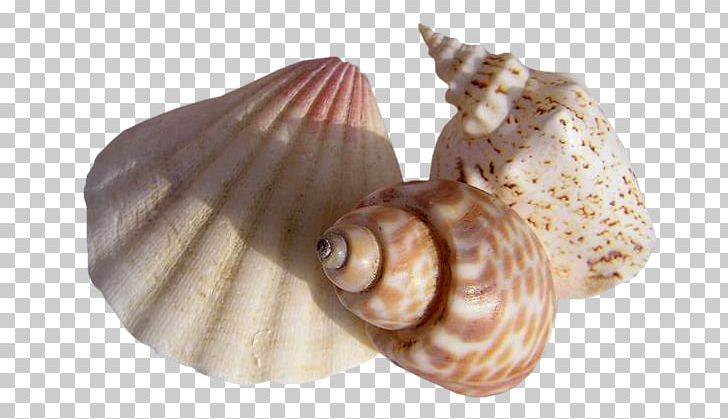 Mollusc Shell Seashell Conchology PNG, Clipart, Animals, Blog, Clams Oysters Mussels And Scallops, Cockle, Conch Free PNG Download