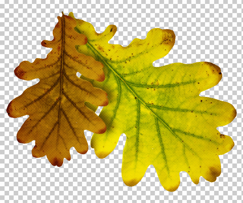 Leaf Tree Plant Yellow Flower PNG, Clipart, Black Maple, Flower, Grape Leaves, Leaf, Plant Free PNG Download