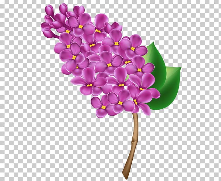 Common Lilac PNG, Clipart, Blossom, Branch, Common Lilac, Cut Flowers, Document Free PNG Download