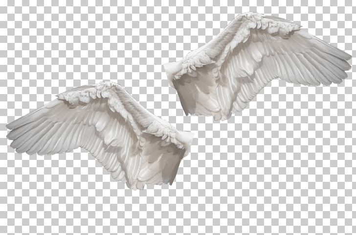 Cygnini Water Bird Wing Feather PNG, Clipart, Animals, August 7, Bird, Cygnini, Deviantart Free PNG Download