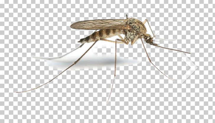 Flying Mosquitoes Pest PNG, Clipart, Anopheles Gambiae, Arthropod, Desktop Wallpaper, Download, Fly Free PNG Download