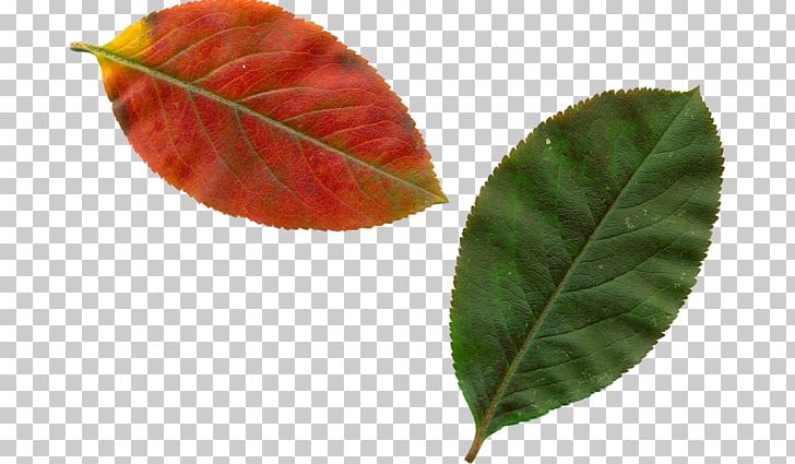 Leaf PNG, Clipart, Autumn, Autumn Leaves, Computer Software, Download, Leaf Free PNG Download