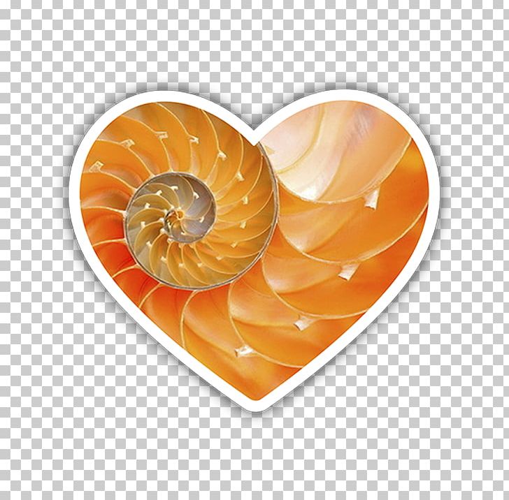 University Of Pittsburgh Snail Seashell Spider PNG, Clipart, Butterfly, Coaching, Fish, Invertebrate, Mucus Free PNG Download