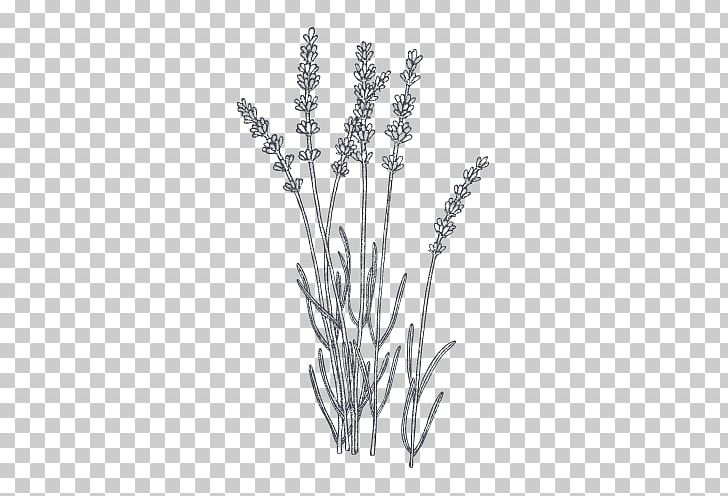 Lavender Plant Botanical Illustration Drawing Computer Icons PNG, Clipart, Art, Black And White, Botanical Illustration, Botany, Branch Free PNG Download