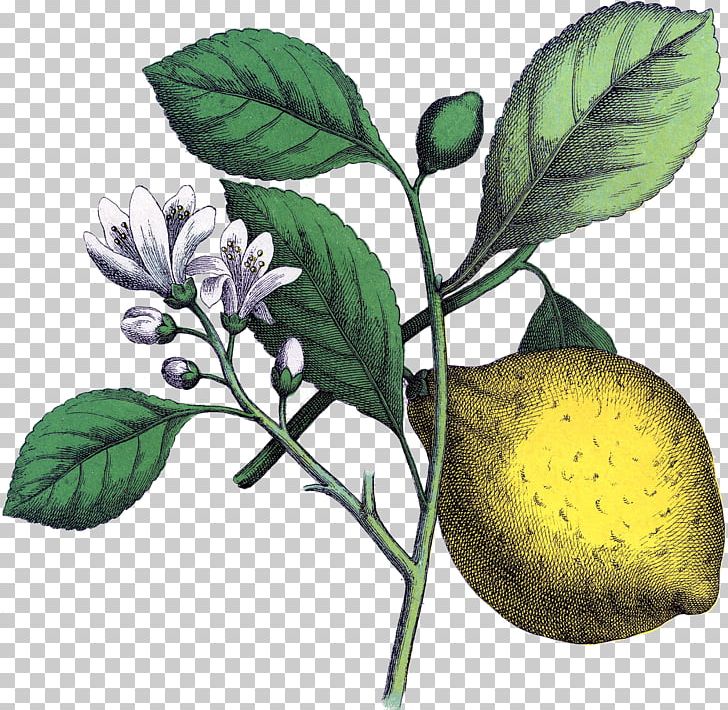 Lemon Botanical Illustration Botany Art PNG, Clipart, Art, Botanical Illustration, Botany, Branch, Citrus Free PNG Download