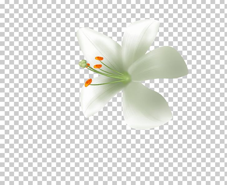 Lilium Candidum White PNG, Clipart, Adobe Illustrator, Calla Lily, Computer Wallpaper, Decorative, Decorative Pattern Free PNG Download