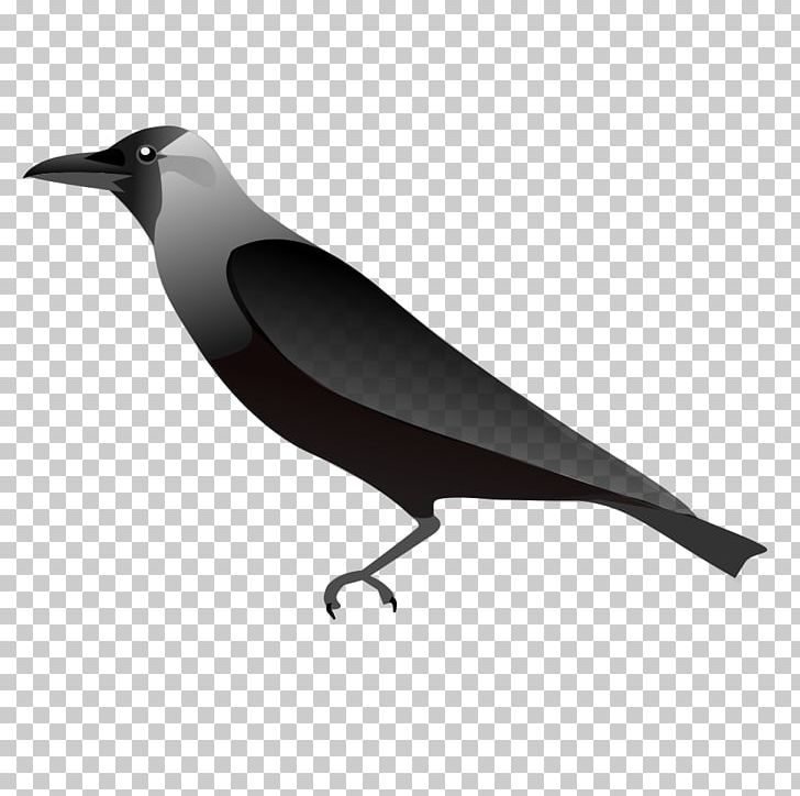 American Crow PNG, Clipart, American Crow, Animals, Beak, Bird, Black And White Free PNG Download