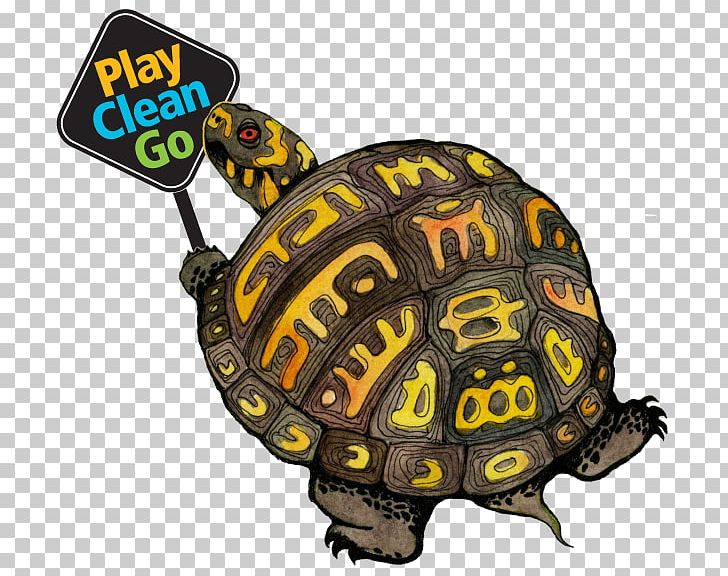 Box Turtles Graphics PNG, Clipart, Box Turtle, Box Turtles, Cartoon, Computer Icons, Desktop Wallpaper Free PNG Download