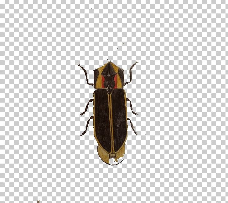 Cockroach Insect Blattodea PNG, Clipart, Animals, Arthropod, Bed Bug, Beetle, Blattodea Free PNG Download