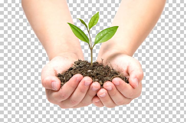 seedling in hand clipart