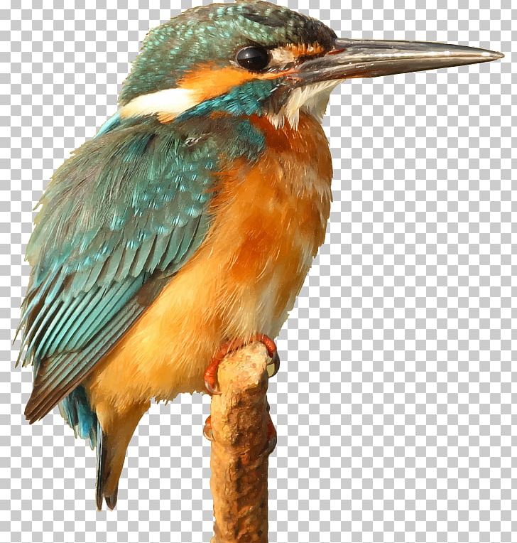 Bird Kingfisher PNG, Clipart, Animals, Beak, Belted Kingfisher, Bird, Birdwatching Free PNG Download
