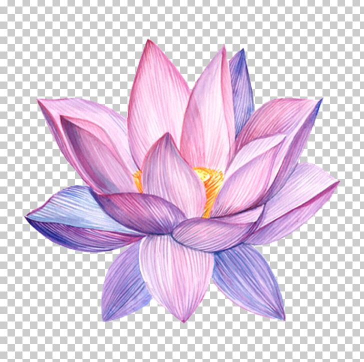 Stock Photography Flower Watercolor Painting Drawing PNG, Clipart, Aquatic Plant, Art, Bird Of Paradise Flower, Botanical Illustration, Crocus Free PNG Download