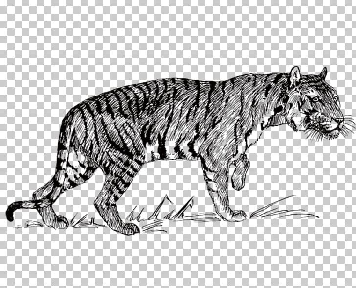 Bengal Tiger Felidae Line Art PNG, Clipart, Animals, Art, Big Cats, Black, Black Free PNG Download