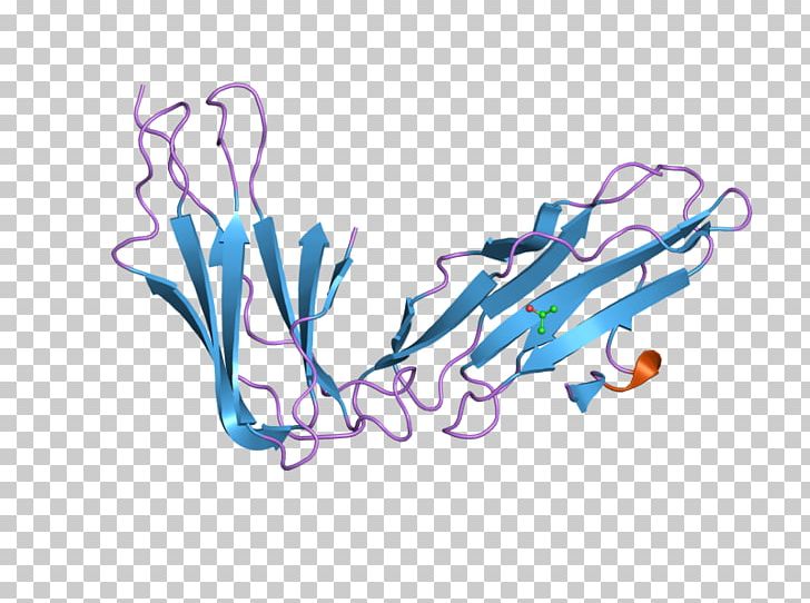 Lilrb2 Leukocyte Immunoglobulin-like Receptors Protein Leukocyte Immunoglobulin-like Receptor PNG, Clipart, Art, Branch, Cytomegalovirus, Ebi, Gene Free PNG Download