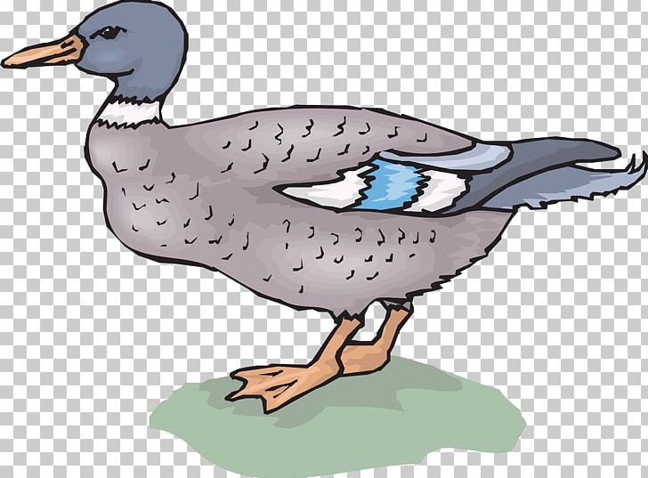 Mallard Duck Goose PNG, Clipart, Animal, Animals, Beak, Bird, Donald Duck Free PNG Download