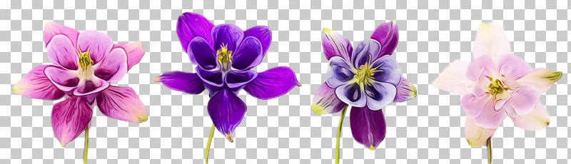 Flower Violet Purple Plant Petal PNG, Clipart, Columbine, Cut Flowers, Flower, Flowers, Iris Free PNG Download