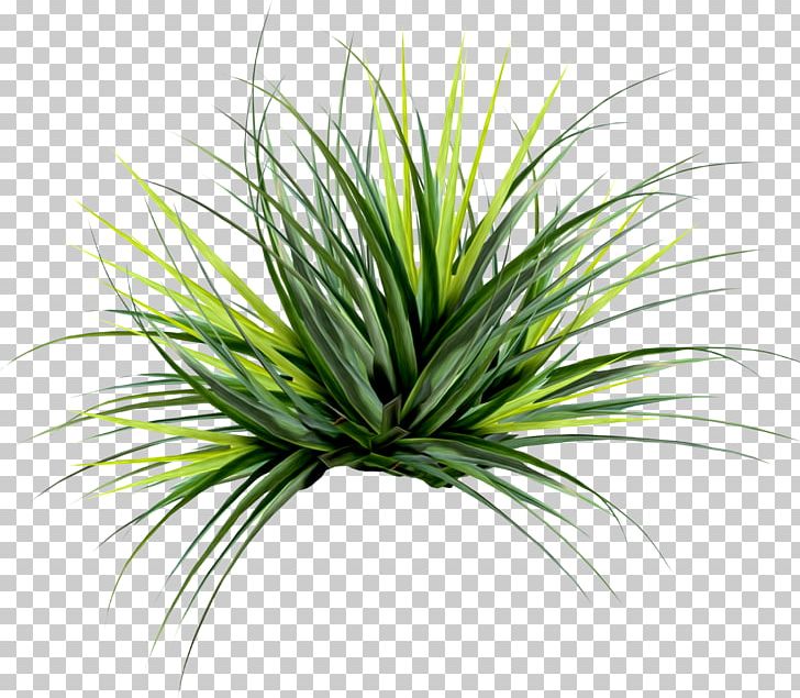 Desktop Arecaceae Raster Graphics Digital PNG, Clipart, Arecaceae, Desktop Wallpaper, Digital Image, Display Resolution, Evergreen Free PNG Download